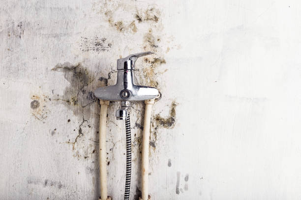 Best Certified Mold Removal  in Kansas City, MO
