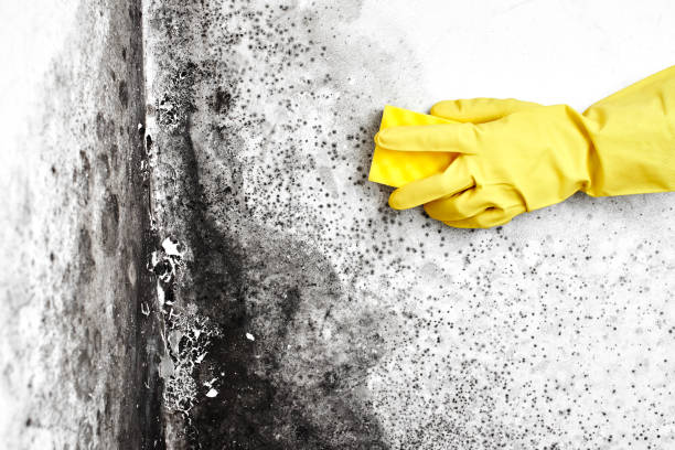 Attic Mold Removal in Kansas City, MO
