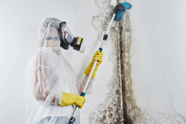 Trusted Kansas City, MO Mold Removal Experts