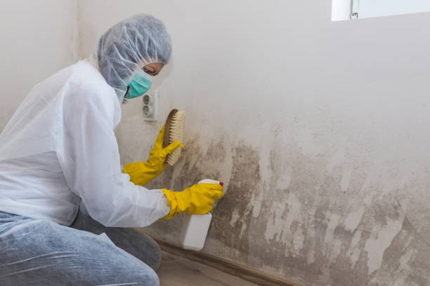 Best Toxic Mold Removal  in Kansas City, MO