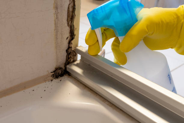 Best Mold Damage Repair  in Kansas City, MO