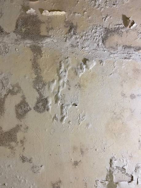 Best Crawl Space Mold Removal  in Kansas City, MO